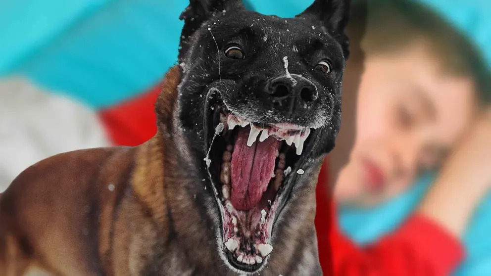 Un ni&ntilde;o de 5 a&ntilde;os muere tras ser mordido por un perro en Lucena mientras dorm&iacute;a