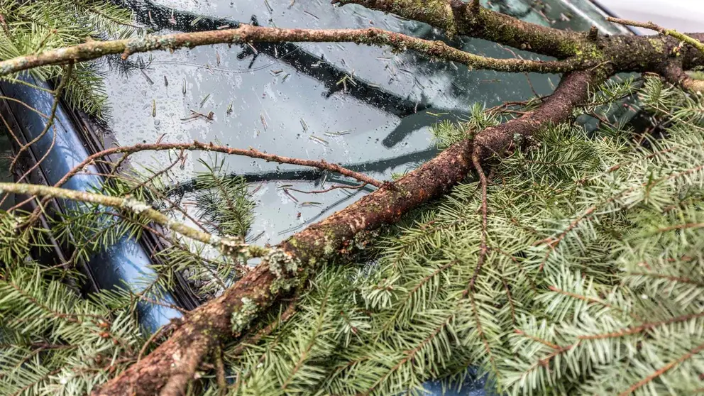 Un coche con la rama de un &aacute;rbol encima