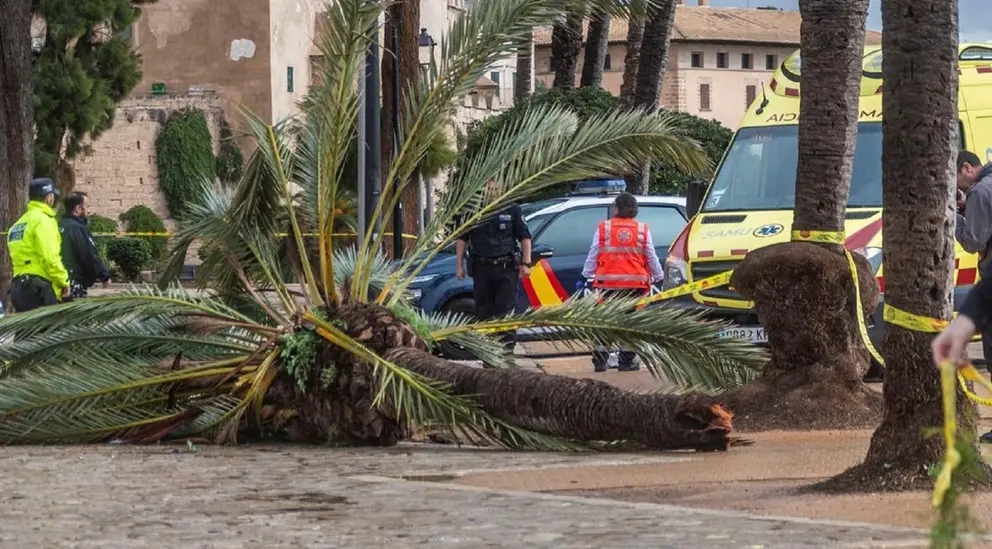 Una palmera ha matado a un trabajador en Nerja