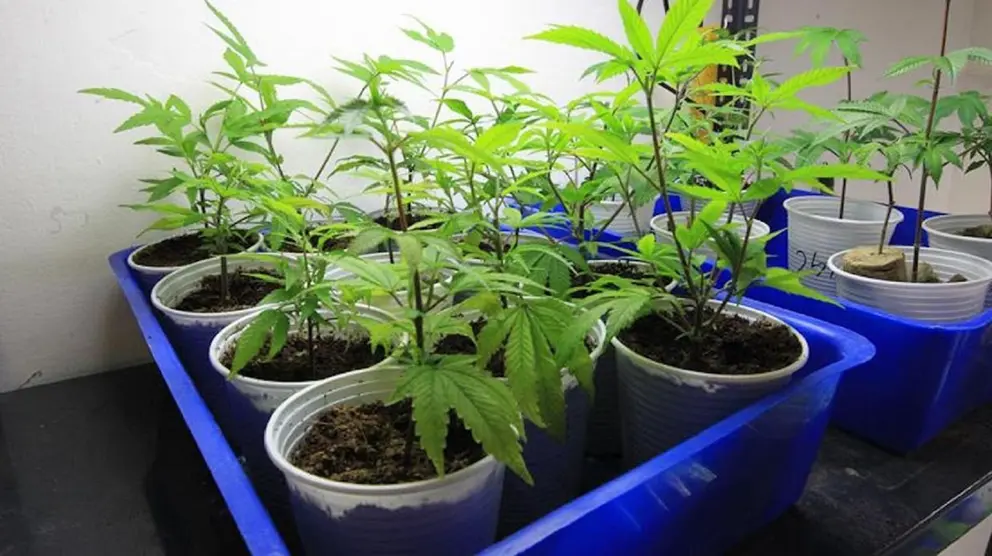 Plantas de marihuana