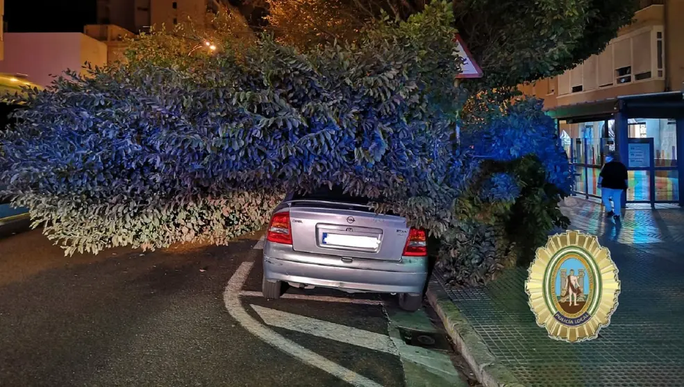 Rama ca&iacute;da sobre un coche en C&aacute;diz