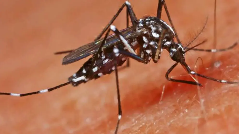 Brote de dengue: Desde Cuba a Andaluc&iacute;a mediante el mosquito tigre