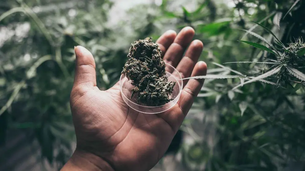 Marihuana incautada en Bail&eacute;n