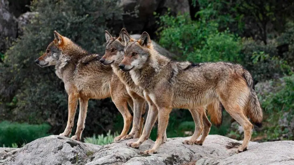 Proh&iacute;ben cazar lobos en toda Espa&ntilde;a: el fin de su persecuci&oacute;n