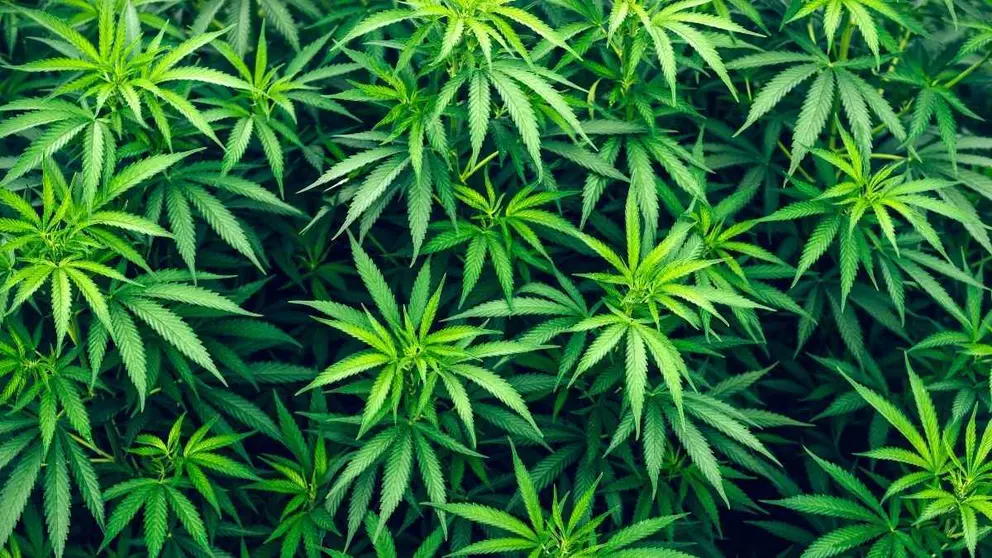 Plantaci&oacute;n de marihuana en Granada