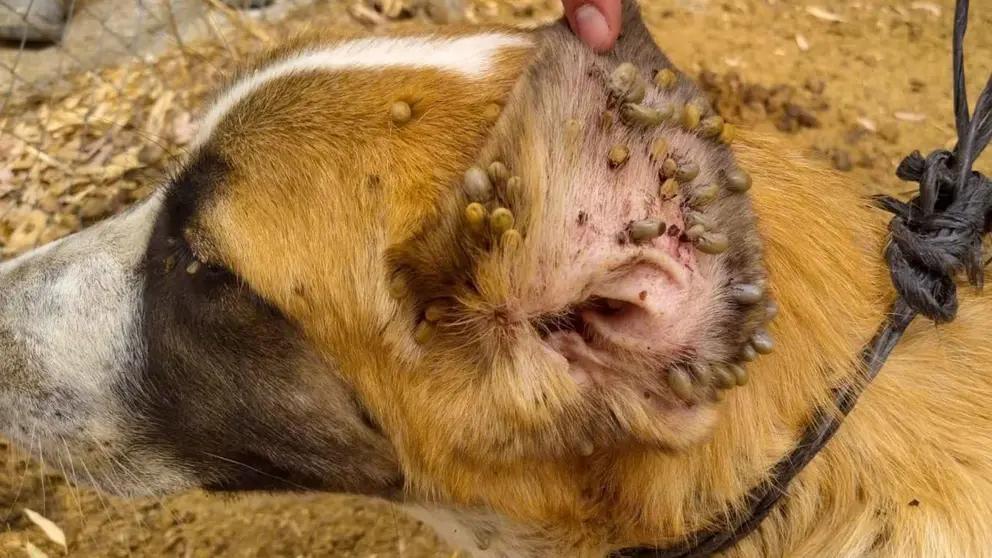 Dise&ntilde;o sin t&iacute;tulo (46)