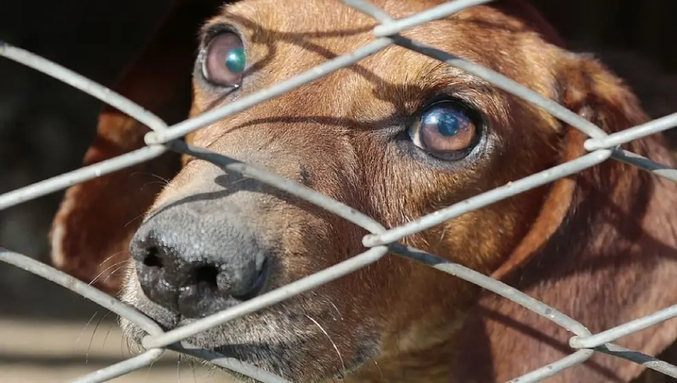 37 perros han sido enjaulados en Sevilla