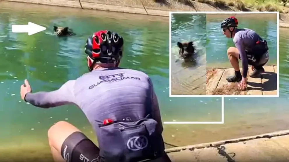 Ciclista atacado por un jabal&iacute;