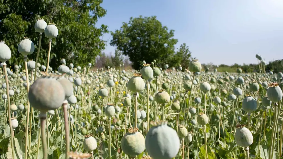 Toneladas de hach&iacute;s incautadas en Villamanrique de la Condesa