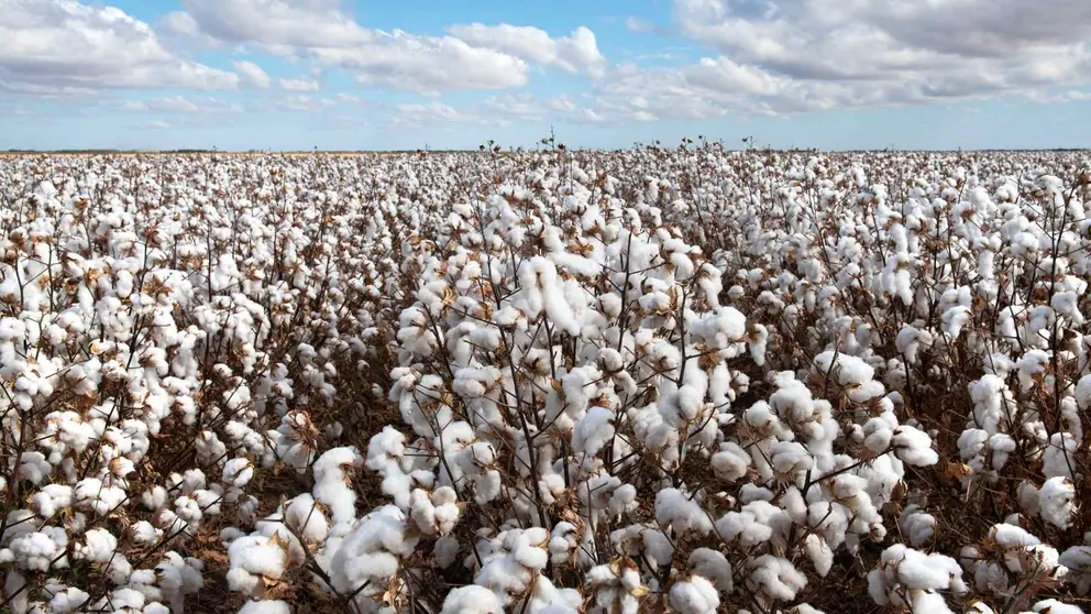 Secretos y curiosidades del algod&oacute;n