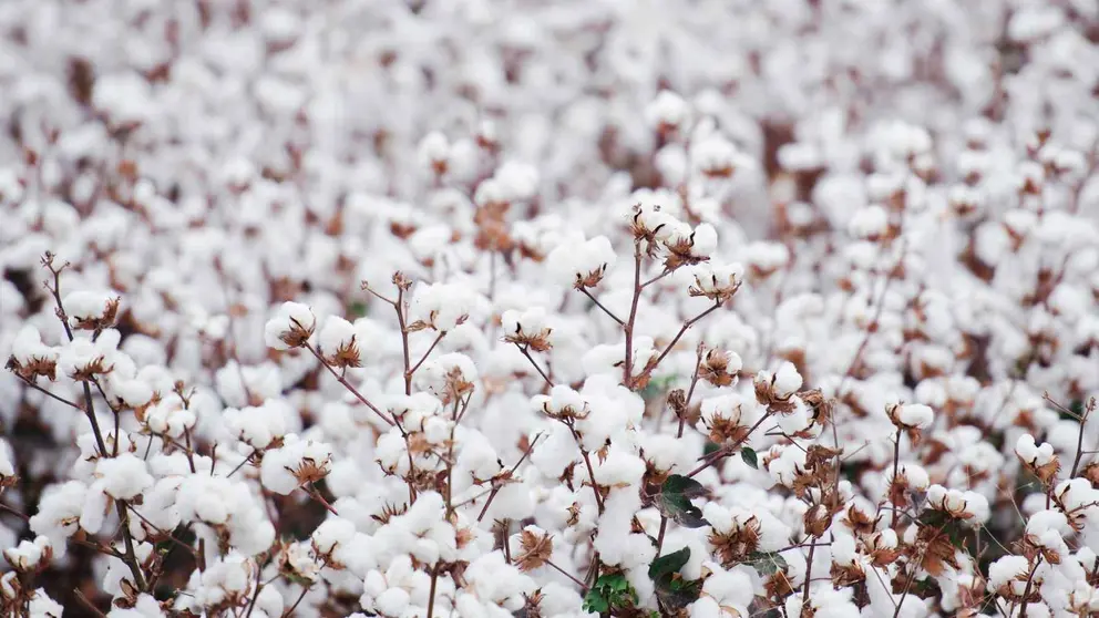As&iacute; el algod&oacute;n contribuye a la creaci&oacute;n de insecticidas