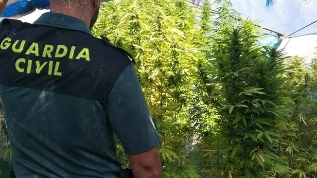 Plantaci&oacute;n de marihuana en Sevilla