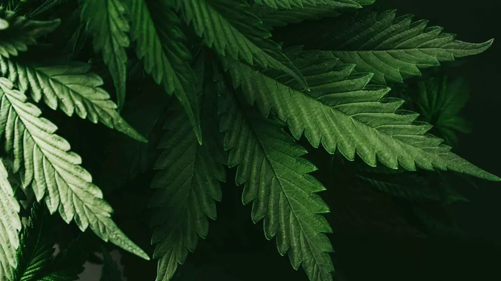 Cultivo de marihuana en Roquetas