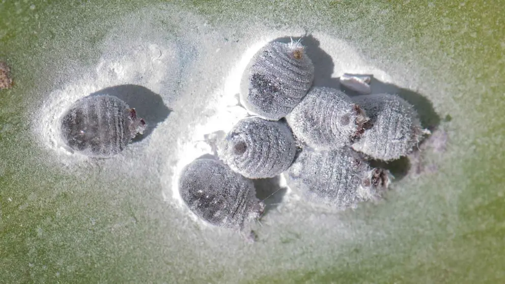 Este es el insecto que Espa&ntilde;a vend&iacute;a al mundo y val&iacute;a m&aacute;s que el oro, la cochinilla de carm&iacute;n
