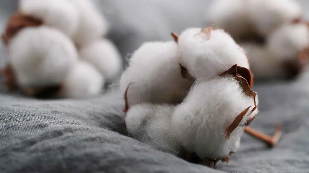 Dormir mejor gracias al algod&oacute;n