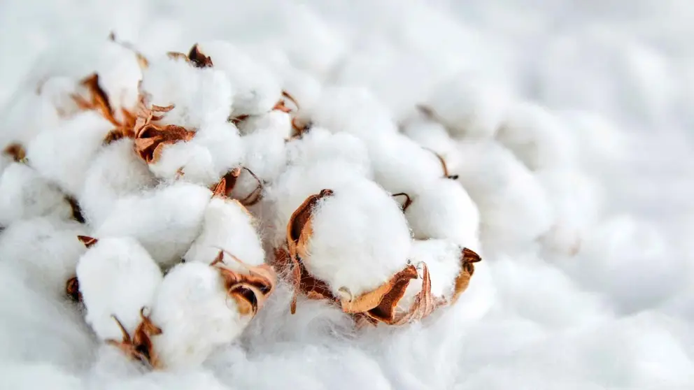 5 mitos del algod&oacute;n