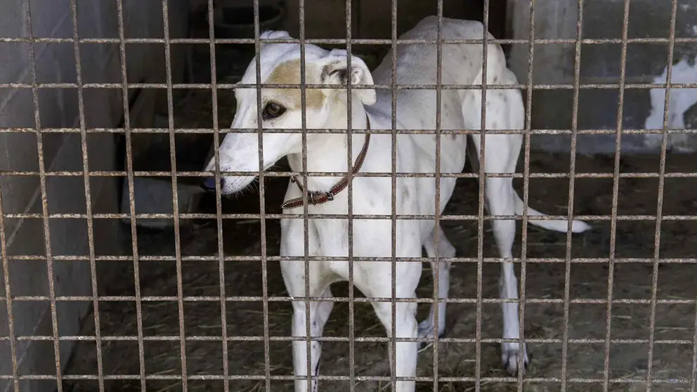 Galgos del Sur en C&oacute;rdoba investigada por trama de desaparici&oacute;n de perros