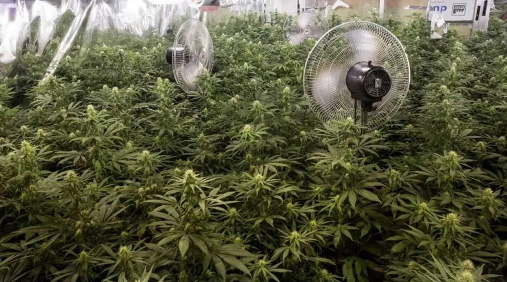 Marihuana incautada en Granada