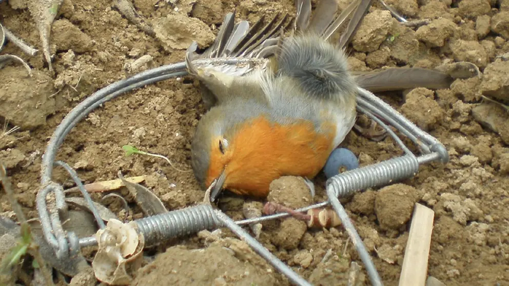 Un hombre ha sido pillado con diez aves