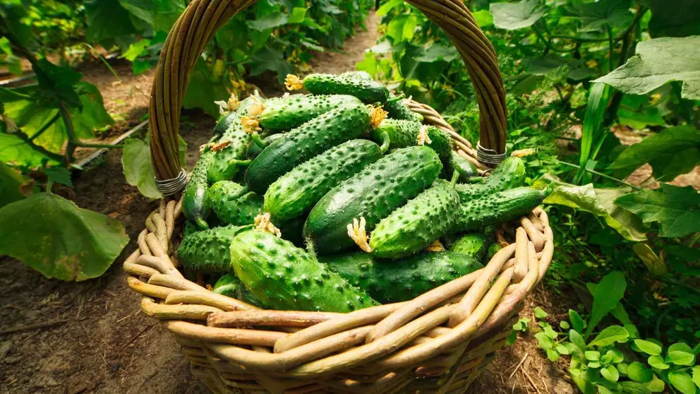 5 maneras de utilizar el pepino