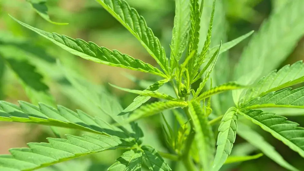 Plantaci&oacute;n de marihuana en Huelva