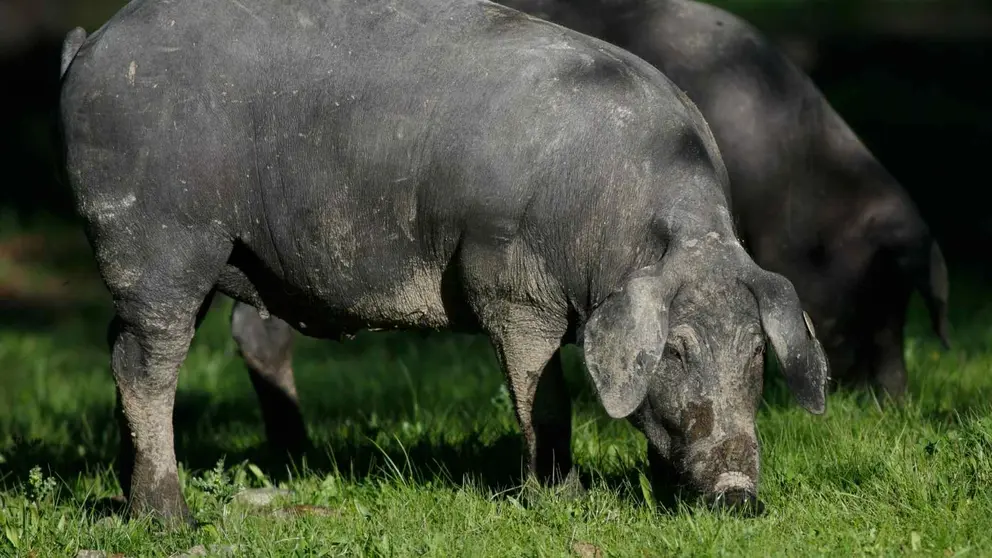 Estas son las bellotas que come un cerdo para ser ib&eacute;rico de la m&aacute;xima calidad