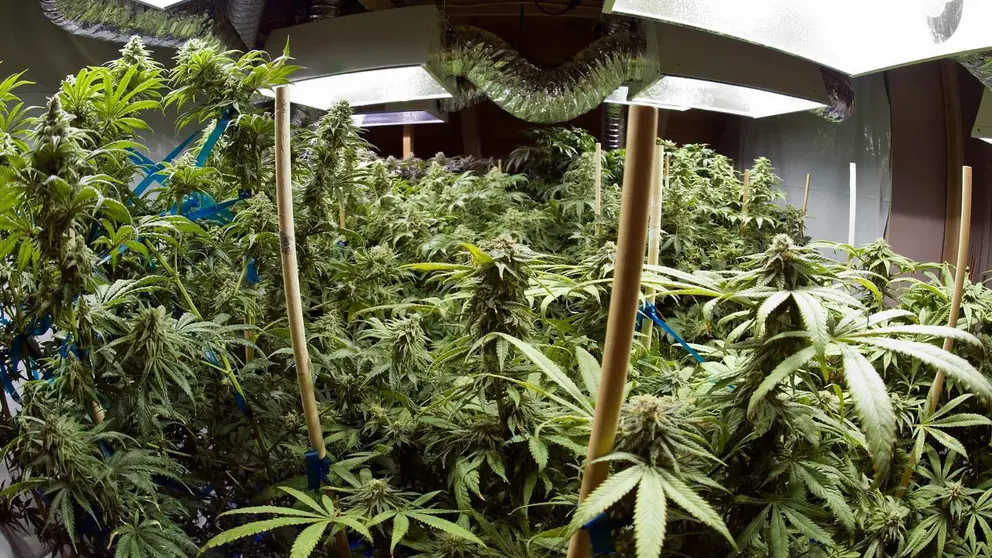 Cultivo de marihuana en casas de Ja&eacute;n