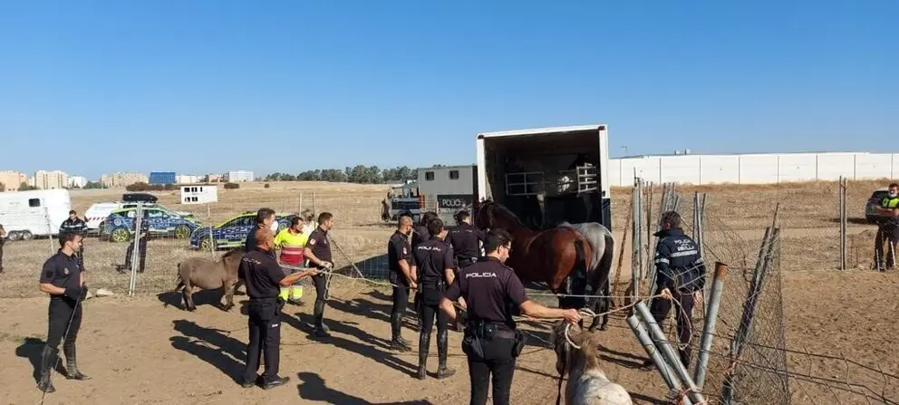 
<p>   SEVILLA, 27 (EUROPA PRESS)</p>
<p>   El Ayuntamiento de Sevilla, a trav&eacute;s del Centro Municipal de Protecci&oacute;n y Control Animal, adscrito a la Delegaci&oacute;n de Bienestar Social, Empleo y Planes Integrales de Transformaci&oacute;n Social, y en una actuaci&oacute;n conjunta con la Polic&iacute;a Local y la Polic&iacute;a Nacional, ha intervenido cinco &eacute;quidos que se encontraban en situaci&oacute;n de abandono.</p>
<p>   En concreto, tal como detalla el Ayuntamiento a Europa Press, se trata de tres caballos y dos ponis que se encontraban en las inmediaciones del barrio de Torreblanca sin atenci&oacute;n ni control alguno, con invasi&oacute;n de zonas verdes y con riesgo de peligro para la poblaci&oacute;n. Algunos de ellos portaban microchip de identificaci&oacute;n, mientras que otros carec&iacute;an de &eacute;l.</p>
<p>   Todos han sido trasladados al Centro Municipal de Protecci&oacute;n y Control Animal, donde est&aacute;n siendo atendidos por los veterinarios municipales, y se ha iniciado una investigaci&oacute;n para localizar al propietario e iniciar el correspondiente expediente sancionador por abandono. Si no fuera localizado, entrar&iacute;an en el programa municipal de adopci&oacute;n de animales, para lo que existe incluso una lista de espera en el caso de los caballos. En principio, los cinco &eacute;quidos no presentan problemas de desnutrici&oacute;n ni deshidrataci&oacute;n, al haberse alimentado de pastos de los alrededores.</p>
<p>   El delegado de Bienestar Social, Empleo y Planes Integrales de Transformaci&oacute;n Social, el socialista Juan Manuel Flores, ha felicitado al equipo de Zoonosis del Centro Municipal de Protecci&oacute;n y Control Animal y a los agentes de la Polic&iacute;a Local y de la Polic&iacute;a Nacional por esta intervenci&oacute;n. "Llamo a la responsabilidad de los propietarios para evitar este tipo de abandono que, adem&aacute;s del maltrato animal que suponen, acarrean da&ntilde;os en las zonas verdes y arboladas y pueden entra&ntilde;ar un riesgo para la poblaci&oacute;n. Si no pueden hacerse cargo de ellos, tan s&oacute;lo tienen que ponerse en contacto con el Centro Municipal de Protecci&oacute;n y Control Animal", ha subrayado.</p>
      