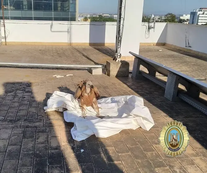 P&aacute;nico en C&aacute;diz: Un buitre se cuela en la zona de la lonja municipal