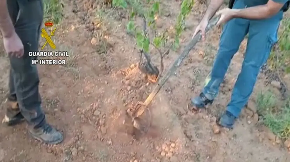 Cepos ilegales de caza en Almonte