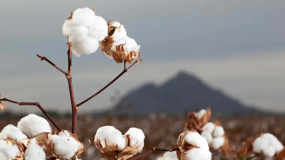 As&iacute; el algod&oacute;n contribuye en la cosm&eacute;tica