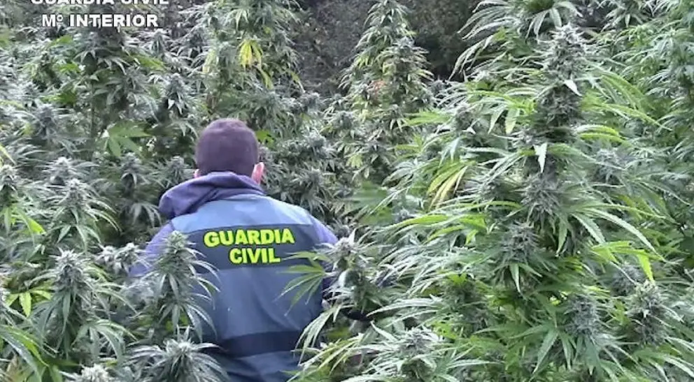 Cultivan marihuana v&iacute;a wifi en Granada