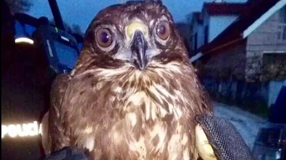 Rescatan un &aacute;guila ratonera con un ala rota en Sevilla