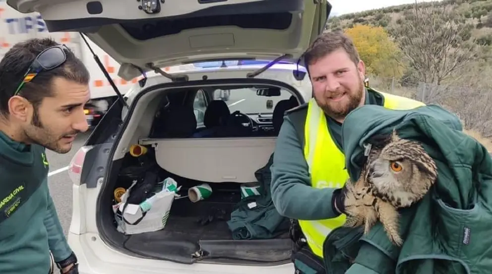Rescatan un b&uacute;ho real herido en la A-44