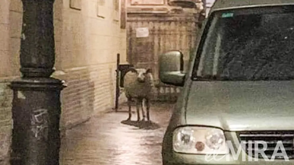 Intentan robar las figuras del Bel&eacute;n gigante de Jerez y son pillados un fraganti