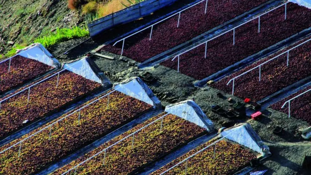 La Diputaci&oacute;n de M&aacute;laga financia paseros automatizados en Alm&aacute;char, Moclinejo y El Borge