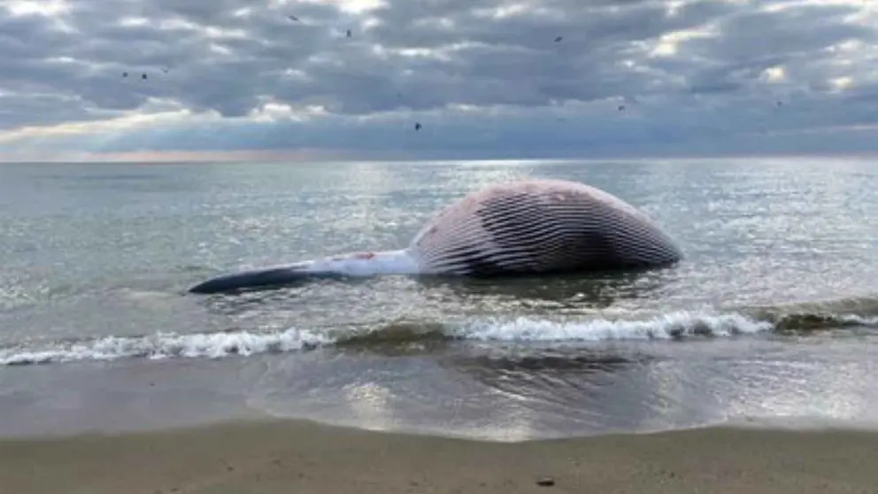 Una ballena varada de nueve metros aparece en la playa de La Rada, en Estepona