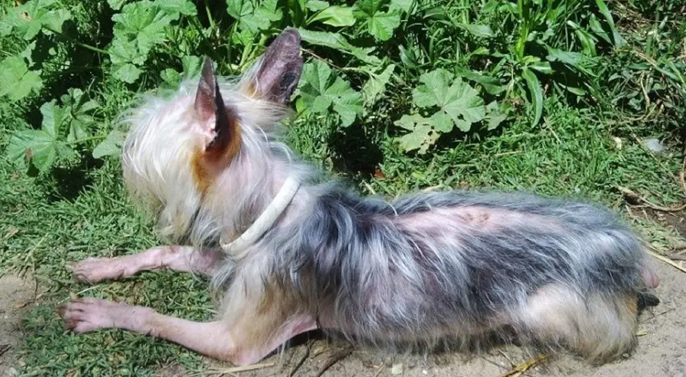 Vende cachorros por Internet en Granada tras criarlos en p&eacute;simas condiciones