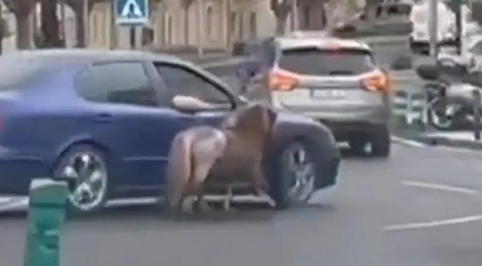 Un hombre pasea a un poni atado a su coche en Almer&iacute;a