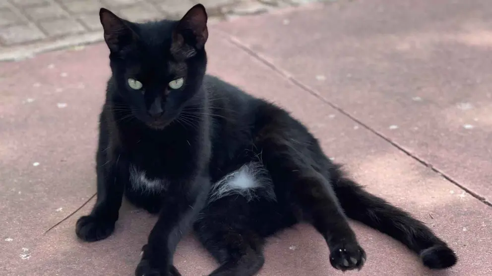 M&aacute;s de 40 gatos de la Colonia Felina de Chap&iacute;n en peligro: "Solo pedimos ayuda"