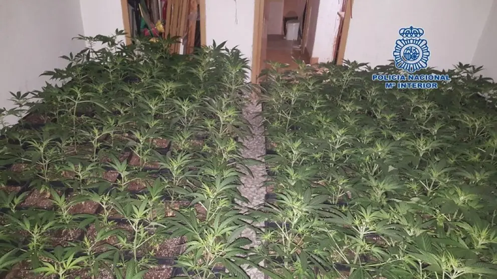 Cultivan marihuana en una vivienda de protecci&oacute;n oficial al lado de un colegio en Camas