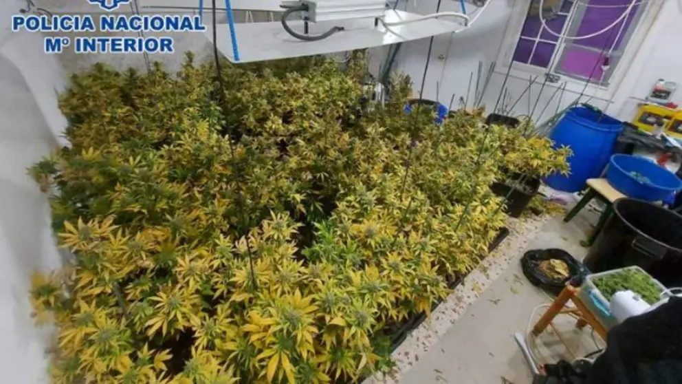 Plantaci&oacute;n de marihuana en una vivienda en La L&iacute;nea