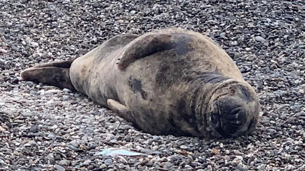 Foca gris encontrada en una playa de Motril