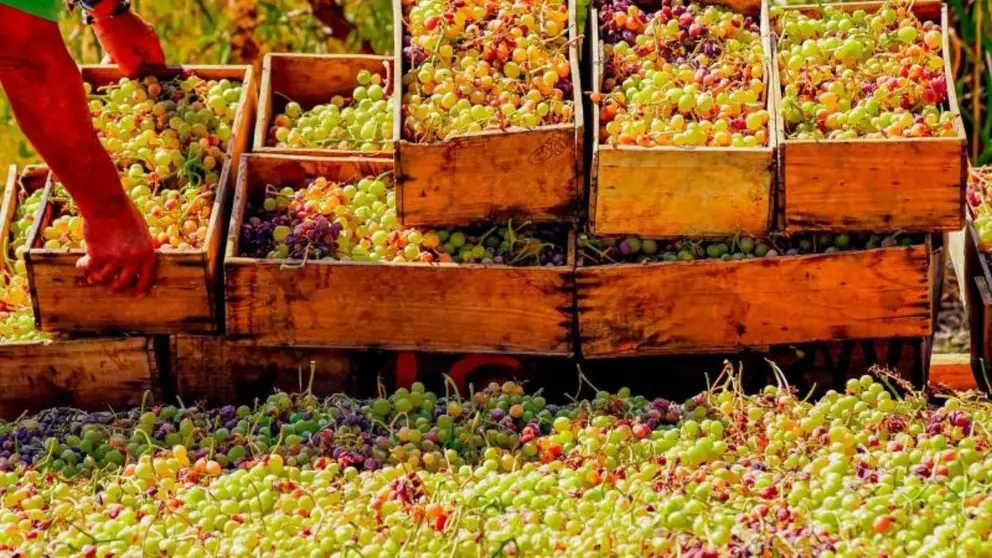 Cultivo de la uva moscatel en la Axarqu&iacute;a