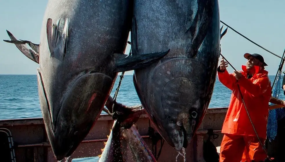 As&iacute; ser&aacute; la nueva temporada de almadrabas en Conil tras la llegada de los primeros atunes