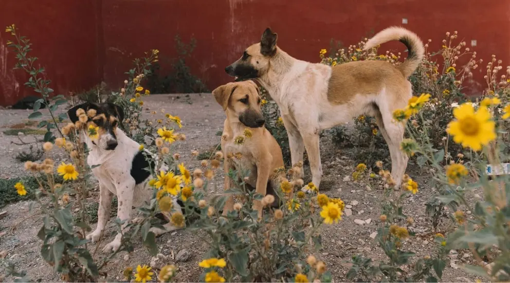 Varios perros atacan a 2 senderistas en Casabermeja