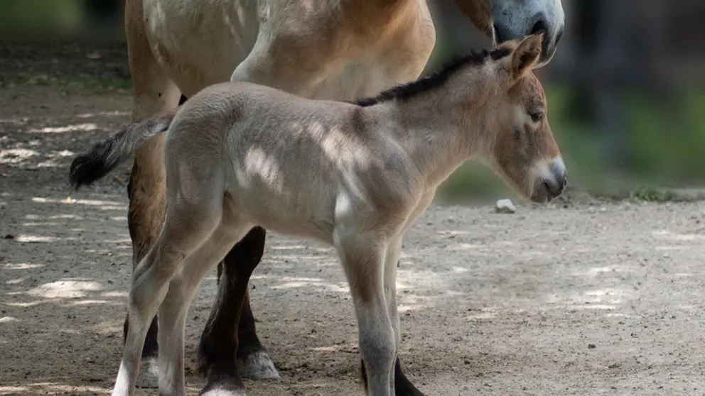 Cr&iacute;a reci&eacute;n nacida del caballo de Przewalski en el Zoo de Jerez