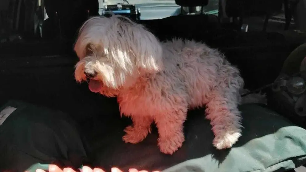 Roba un perro en Sevilla para llev&aacute;rselo a caminar por la autov&iacute;a hacia M&aacute;laga