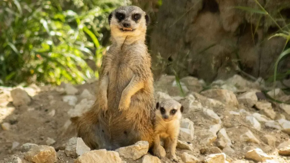 Suricato nacido en el Zoo de Jerez