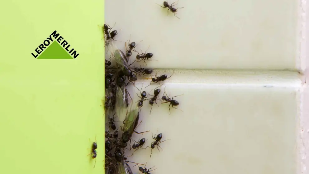 La soluci&oacute;n para acabar con las hormigas de la casa y el jard&iacute;n la tiene Leroy Merl&iacute;n